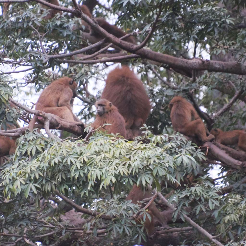 Mehrere braune Affen sitzen in den Ästen eines dicht belaubten Baumes.